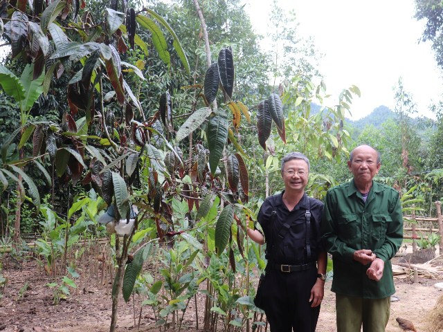 Hợp tác nhân rộng mô hình bảo tồn cây Chè hoa vàng tại Quế Phong – hướng đi mới trong phát triển kinh tế miền núi Nghệ An.
