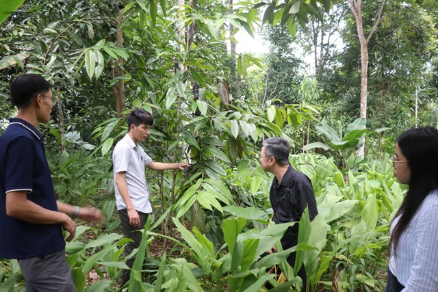 Ban Quản lý Khu Bảo tồn Thiên nhiên Pù Hoạt phối hợp với Viện Tư vấn Phát triển Kinh tế Xã hội Nông thôn và Miền núi (CISDOMA) tổ chức buổi làm việc nhằm đánh giá kết quả mô hình “Bảo tồn và phát triển cây Chè hoa vàng” trên địa bàn xã Tiền Phong.