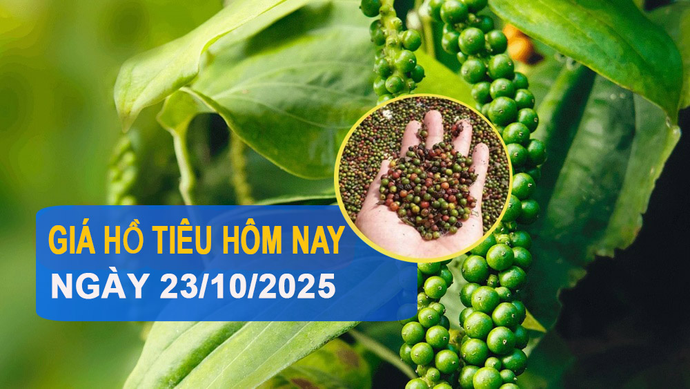 Giá tiêu hôm nay 23/10: Đi ngang