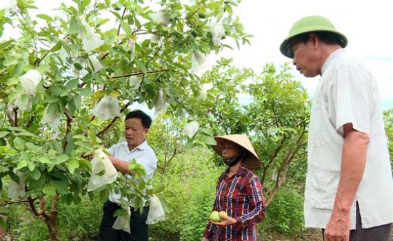 Ổi là trái cây được công nhận sản phẩm OCOP Ổi là trái cây được công nhận sản phẩm OCOP