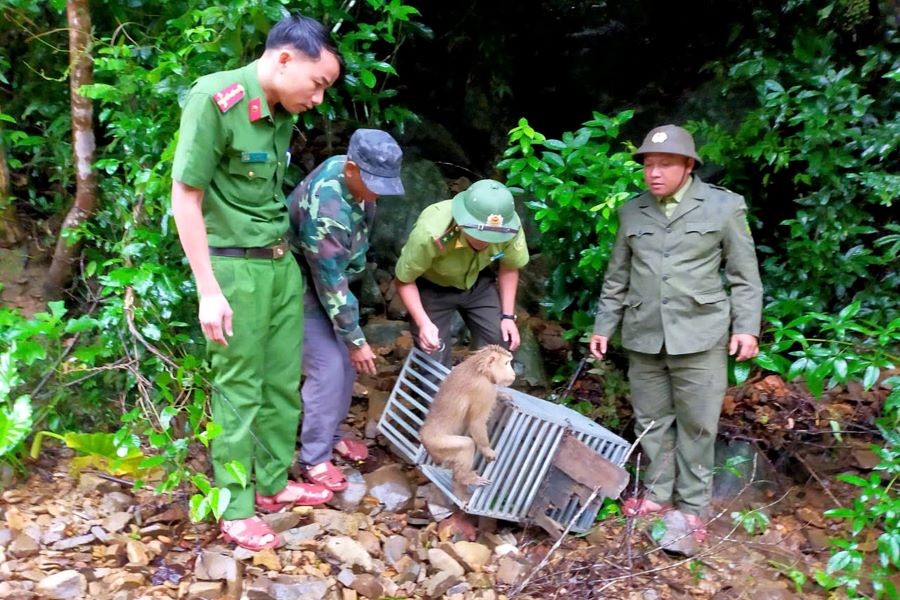 Lực lượng chức năng tiến hành thả 2 cá thể khỉ quý hiếm về môi trường tự nhiên. Lực lượng chức năng tiến hành thả 2 cá thể khỉ quý hiếm về môi trường tự nhiên.