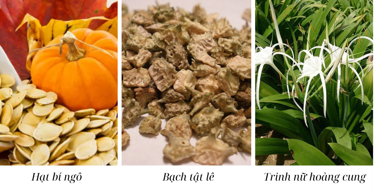 Thảo dược tốt như bạch tật lê, trinh nữ hoàng cung, hạt bí ngô,... giúp cải thiện rối loạn tiểu tiện do bàng quang kích thích Thảo dược tốt như bạch tật lê, trinh nữ hoàng cung, hạt bí ngô,... giúp cải thiện rối loạn tiểu tiện do bàng quang kích thích