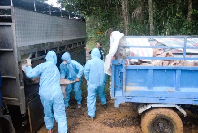 Chở lợn qua vùng dịch tả lợn Châu Phi, chủ xe ở Đà Nẵng bị phạt nặng. Chở lợn qua vùng dịch tả lợn Châu Phi, chủ xe ở Đà Nẵng bị phạt nặng.