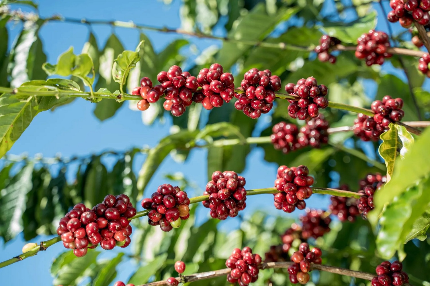 Giá cà phê hôm nay 24/10: Thế giới và trong nước bật tăng trở lại. (Ảnh minh họa) Giá cà phê hôm nay 24/10: Thế giới và trong nước bật tăng trở lại. (Ảnh minh họa)