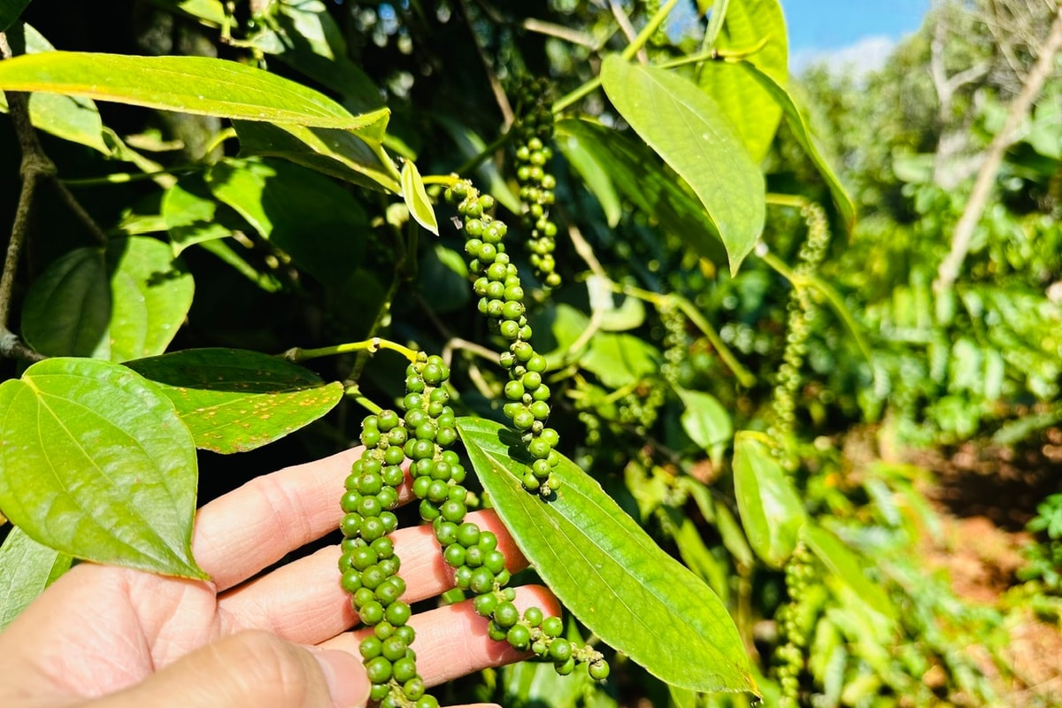 Giá tiêu hôm nay 24/10/2025: Ổn định ở ngưỡng cao, thị trường trong nước trầm lắng. (Ảnh minh họa) Giá tiêu hôm nay 24/10/2025: Ổn định ở ngưỡng cao, thị trường trong nước trầm lắng. (Ảnh minh họa)