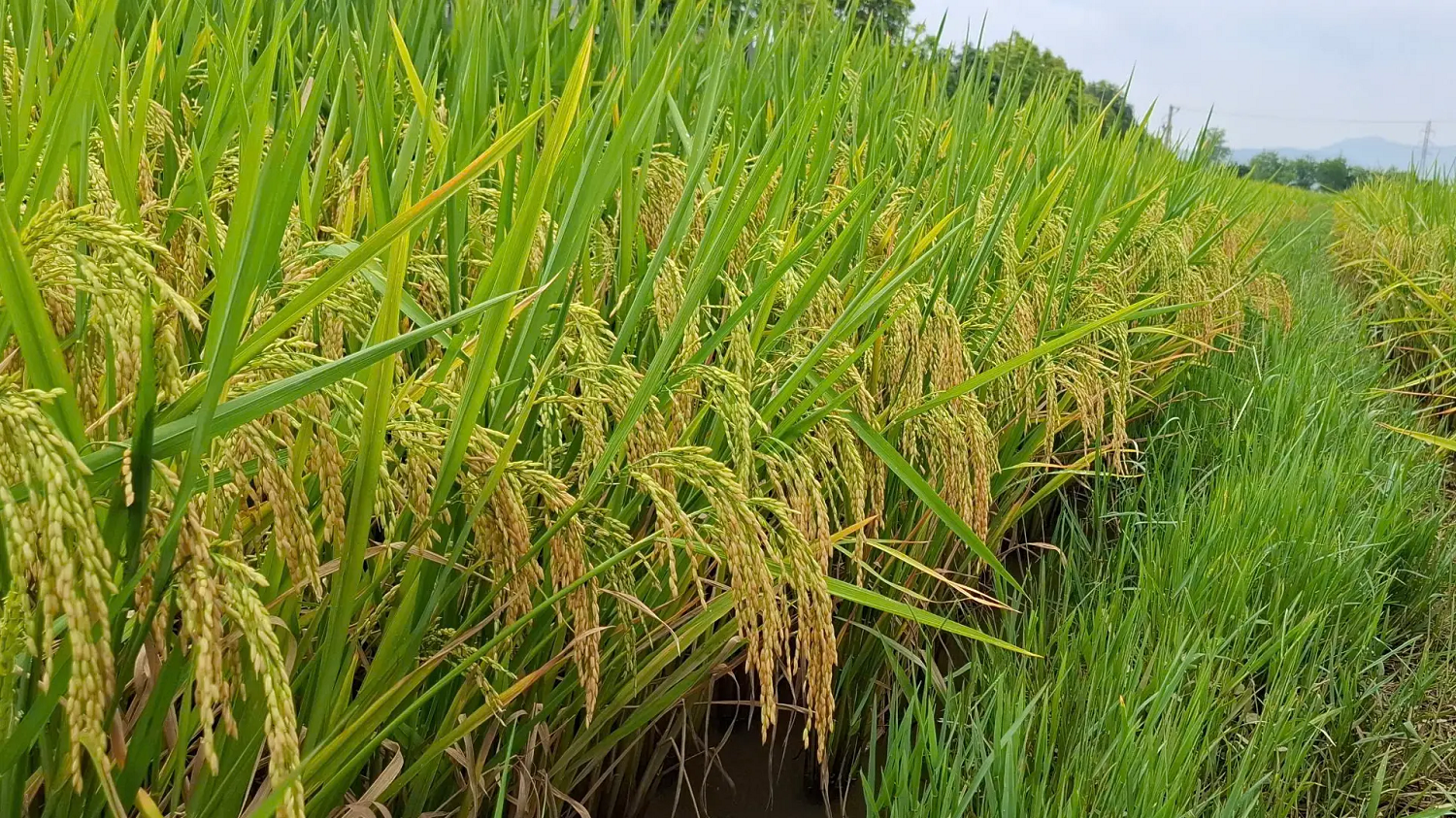 Giá lúa gạo hôm nay 24/10: Gạo xuất khẩu giảm nhẹ, lúa tươi đồng loạt giảm mạnh. (Ảnh minh họa) Giá lúa gạo hôm nay 24/10: Gạo xuất khẩu giảm nhẹ, lúa tươi đồng loạt giảm mạnh. (Ảnh minh họa)