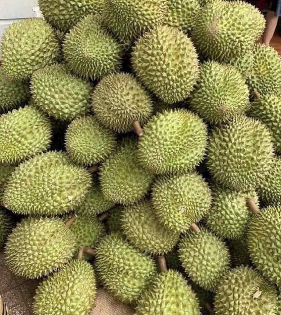 Giá sầu riêng hôm nay 24/10: Giảm nhẹ tại nhiều vùng