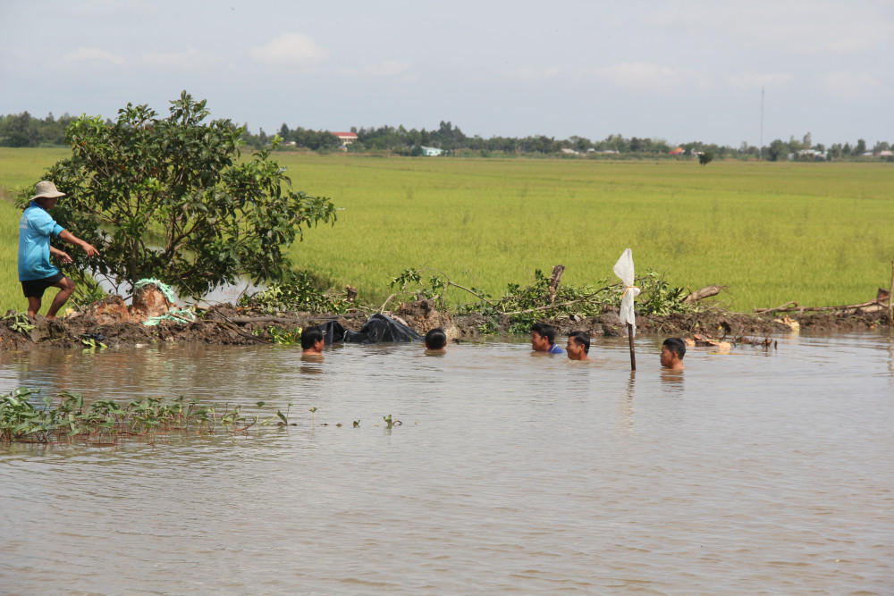 Tây Ninh: Hơn 633 ha lúa, cây ăn trái và rau màu bị thiệt hại do mưa lũ