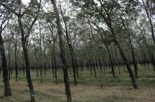 Đồng Nai dự kiến thu hồi khoảng 3.400 ha đất cao su để triển khai các dự án trọng điểm