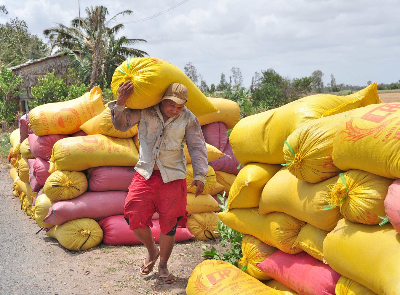 Giá lúa gạo hôm nay 25/10: Thị trường ít biến động. (Ảnh minh họa) Giá lúa gạo hôm nay 25/10: Thị trường ít biến động. (Ảnh minh họa)