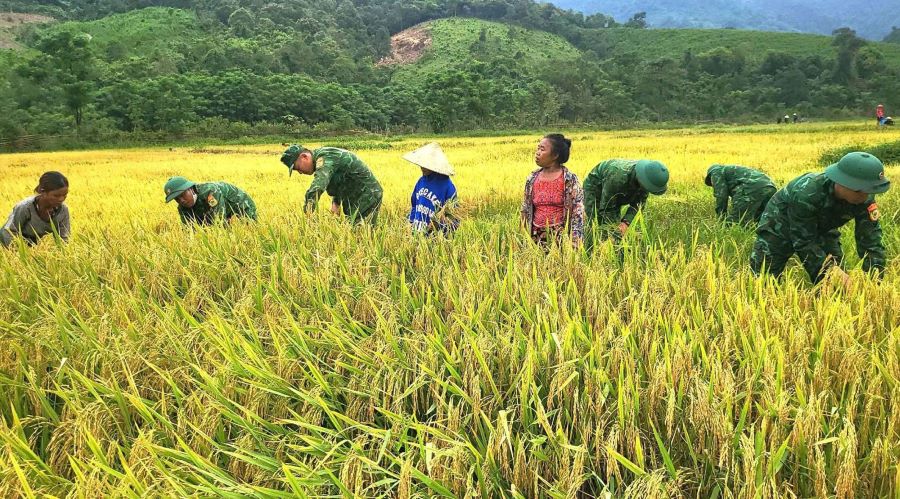 Cán bộ, chiến sĩ Đồn Biên phòng Cửa khẩu Quốc tế Cha Lo giúp dân gặt lúa.