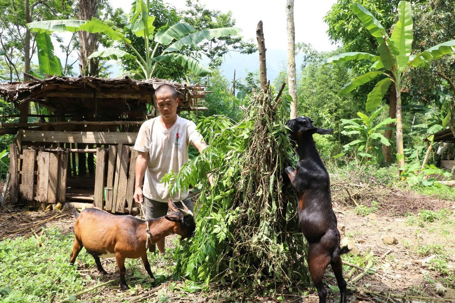 Nông dân xã Quy Đức phát triển đàn dê từ Chương trình hỗ trợ dê sinh sản của Nhà nước. Nông dân xã Quy Đức phát triển đàn dê từ Chương trình hỗ trợ dê sinh sản của Nhà nước.
