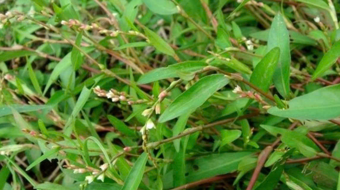 Loại cây Việt cay đến khó tin, chịu nắng giỏi và mang lại nhiều lợi ích sức khỏe bất ngờ