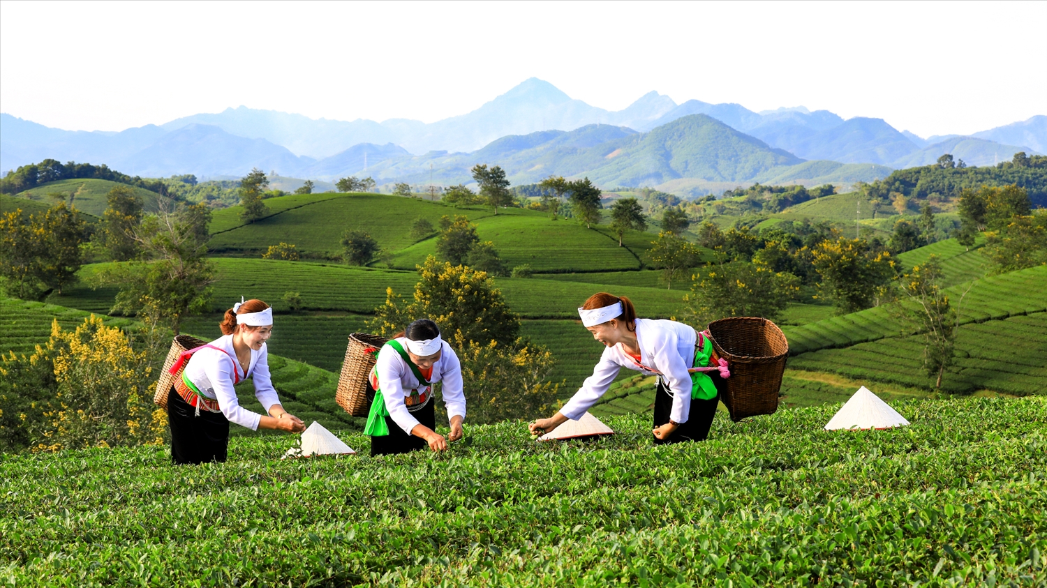 Phú Thọ: OCOP - Cầu nối giữa nông sản và du lịch