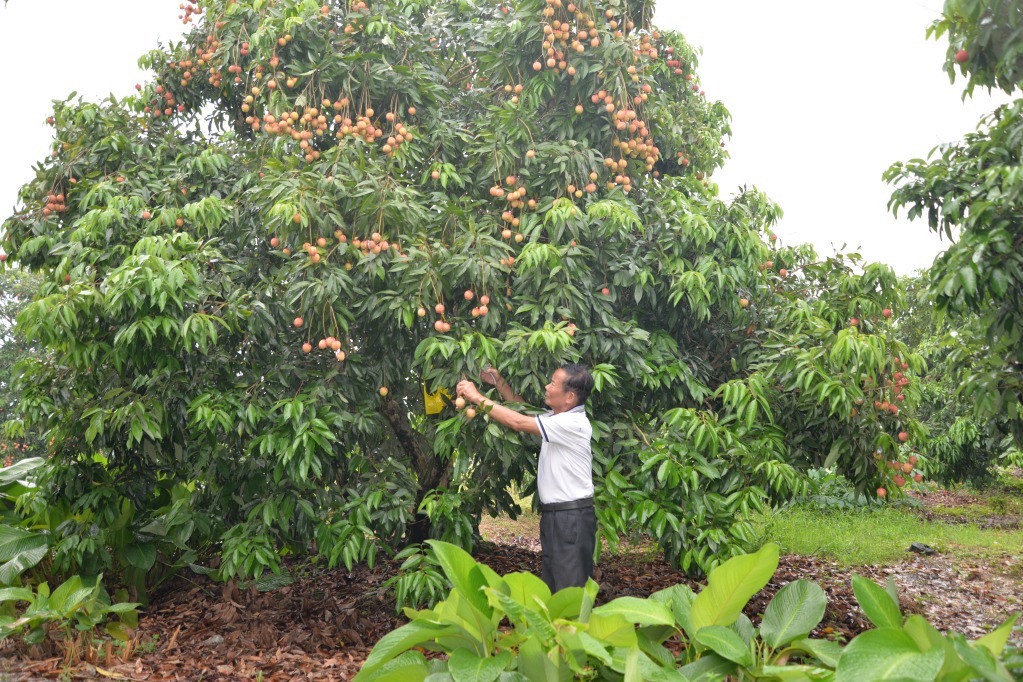 Nông dân xã Đoàn Đào, tỉnh Hưng Yên được mùa vải trứng cho thu nhập hơn 500 triệu đồng/ha/năm. Nông dân xã Đoàn Đào, tỉnh Hưng Yên được mùa vải trứng cho thu nhập hơn 500 triệu đồng/ha/năm.