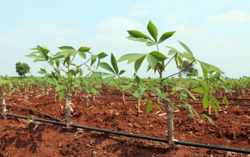 Giá giảm mạnh, Trung Quốc đẩy mua; Việt Nam xuất gần 1 tỷ USD, tranh ngôi đầu với Thái Lan