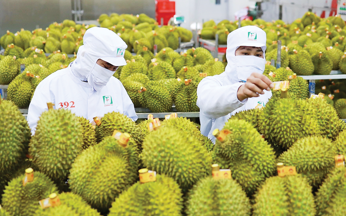 Dự báo xuất khẩu sầu riêng có thể chạm mốc 5 tỉ đô la Mỹ trong năm nay. Dự báo xuất khẩu sầu riêng có thể chạm mốc 5 tỉ đô la Mỹ trong năm nay.