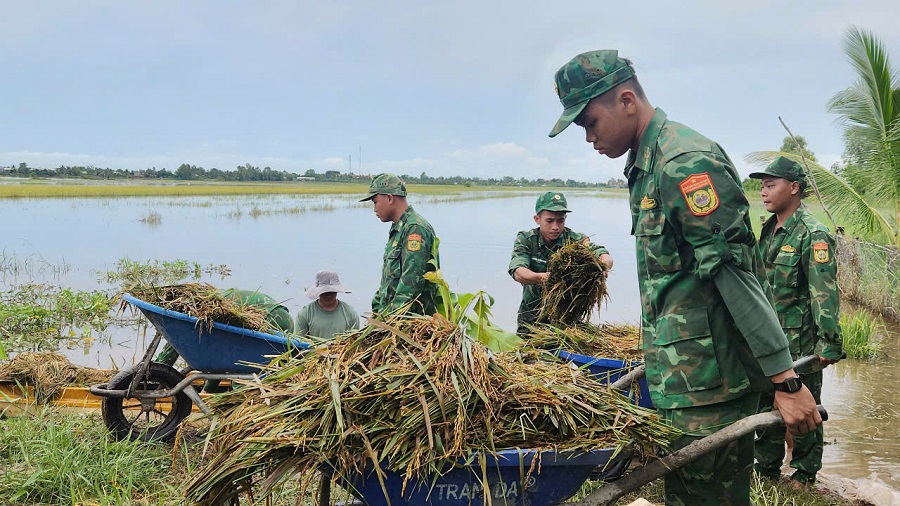 Cán bộ, chiến sĩ Đồn Biên phòng Long Khốt, Ban chỉ huy Bộ đội Biên phòng Tây Ninh giúp nhân dân thu hoạch lúa chạy lũ Cán bộ, chiến sĩ Đồn Biên phòng Long Khốt, Ban chỉ huy Bộ đội Biên phòng Tây Ninh giúp nhân dân thu hoạch lúa chạy lũ