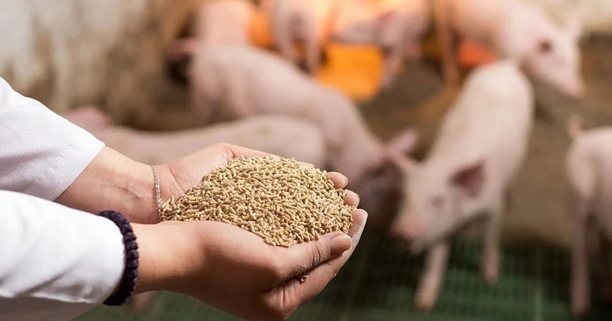 Gỡ vướng thuế giá trị gia tăng cho nông nghiệp và thức ăn chăn nuôi