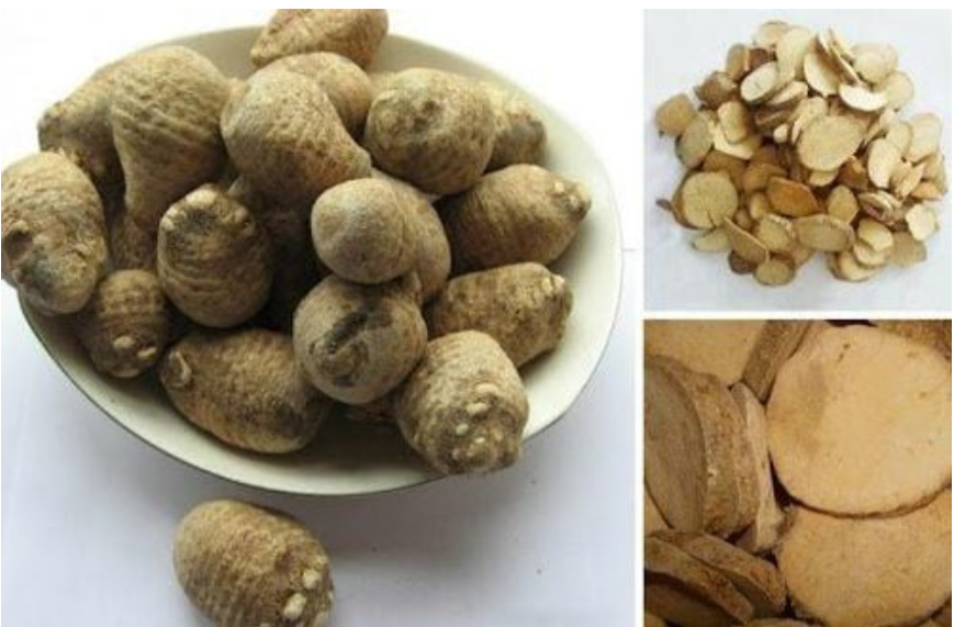 Viên uống thảo dược có thành phần chính trạch tả giúp ngăn ngừa gút tái phát Viên uống thảo dược có thành phần chính trạch tả giúp ngăn ngừa gút tái phát