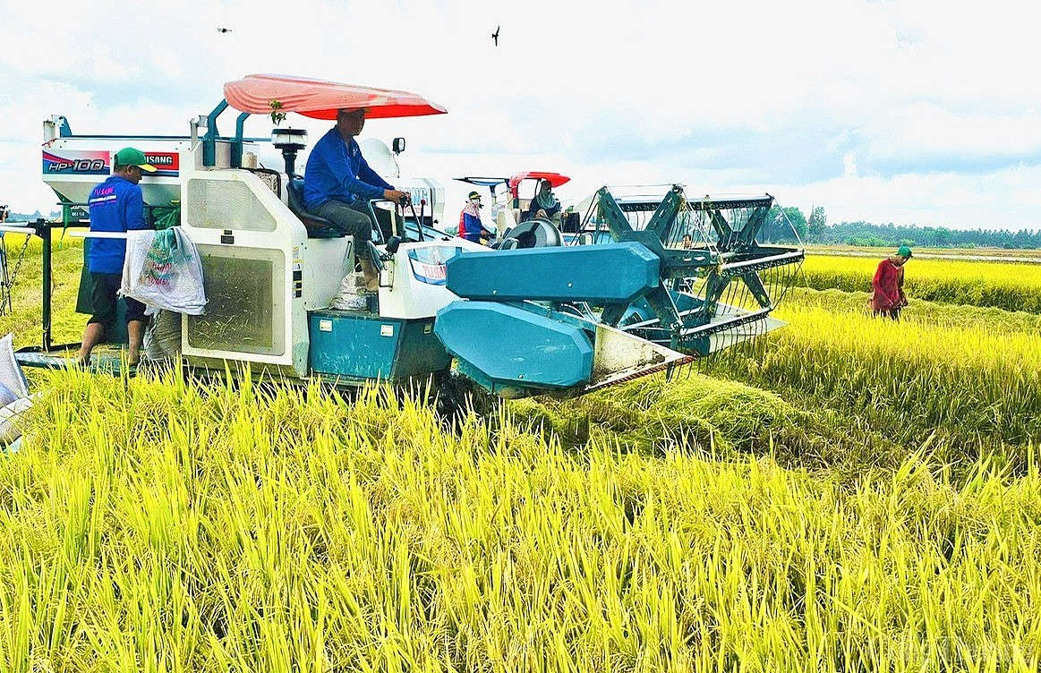 Giá lúa gạo hôm nay 29/10: Biến động trái chiều. (Ảnh minh họa)