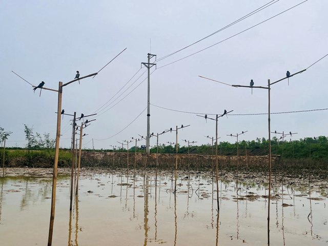 Tăng cường kiểm tra, xử lý hành vi bẫy bắt chim hoang dã tại xã Giai Lạc