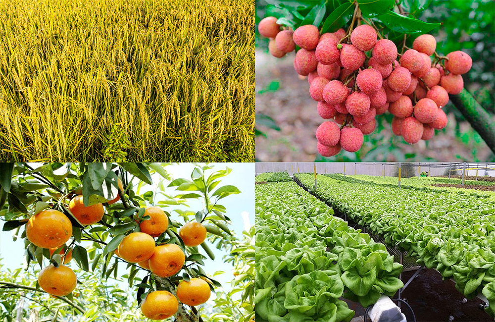 Ảnh minh họa Ảnh minh họa