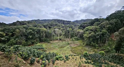 Lâm Đồng có khoảng 137.000 ha đất lâm nghiệp đang bị lấn chiếm