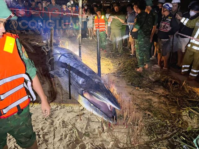 Người dân hiếu kỳ đến xem xác cá voi.
