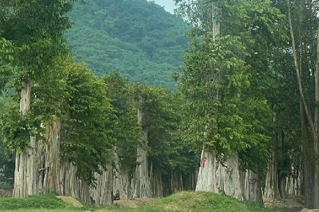 Nhiều gốc cây cổ thụ được đào nguyên gốc và đưa ra ngoài bán với “giá trên trời”…. Ảnh: T-Hồ Nhiều gốc cây cổ thụ được đào nguyên gốc và đưa ra ngoài bán với “giá trên trời”…. Ảnh: T-Hồ