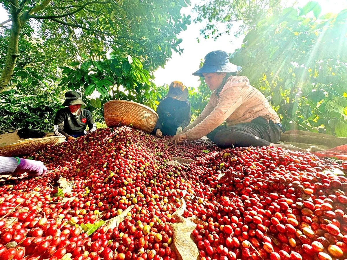 Giá cà phê hôm nay 30/10: Giữ ở mức cao, Đắk Lắk dẫn đầu với 115.800 đồng/kg. (Ảnh minh họa) Giá cà phê hôm nay 30/10: Giữ ở mức cao, Đắk Lắk dẫn đầu với 115.800 đồng/kg. (Ảnh minh họa)