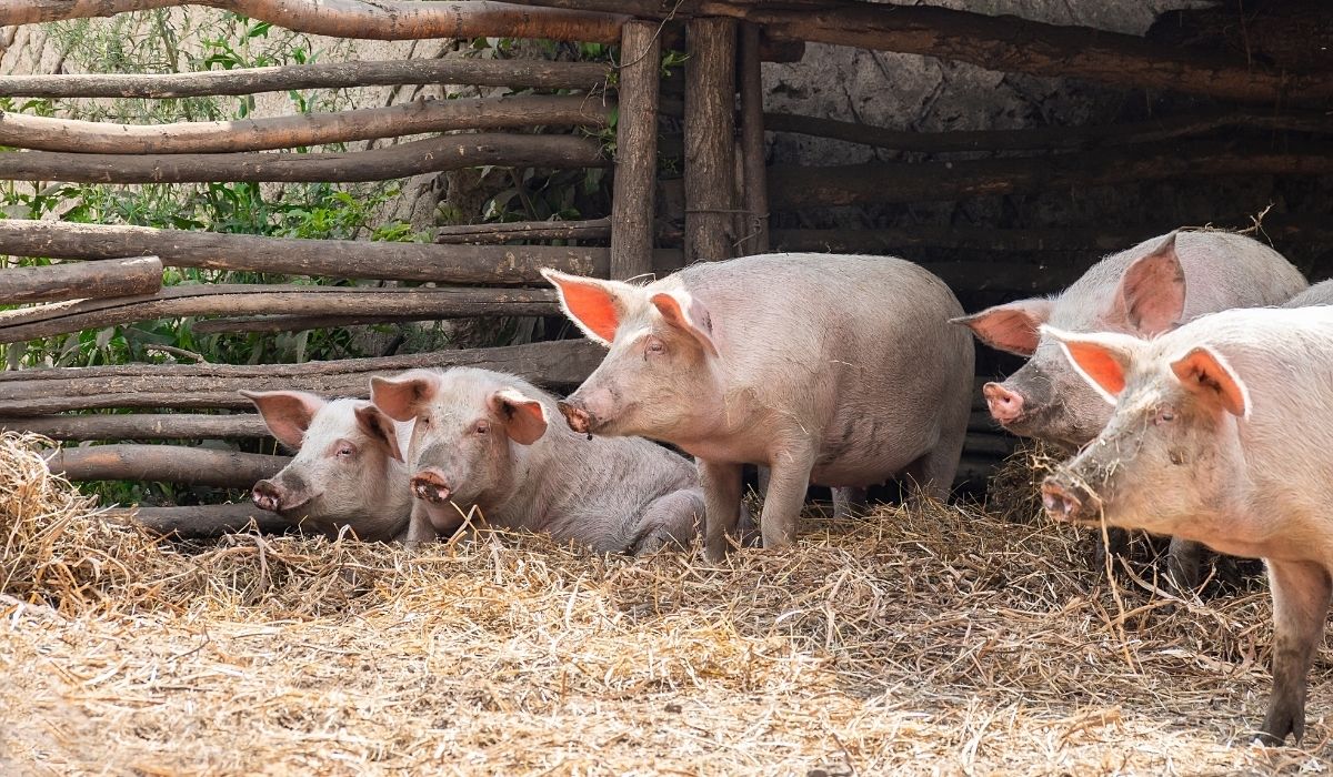 Giá heo hơi hôm nay 30/10: Miền Trung giảm nhẹ, các khu vực khác giữ ổn định. (Ảnh minh họa)