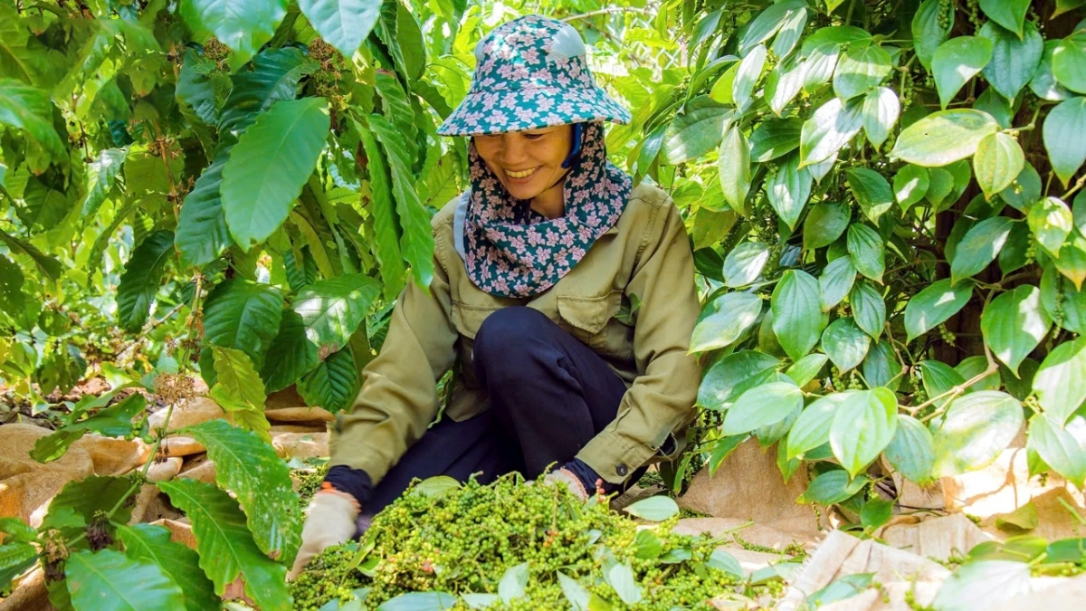 Giá tiêu hôm nay 30/10: Tăng 1.000 đồng/kg tại nhiều địa phương. (Ảnh minh họa) Giá tiêu hôm nay 30/10: Tăng 1.000 đồng/kg tại nhiều địa phương. (Ảnh minh họa)