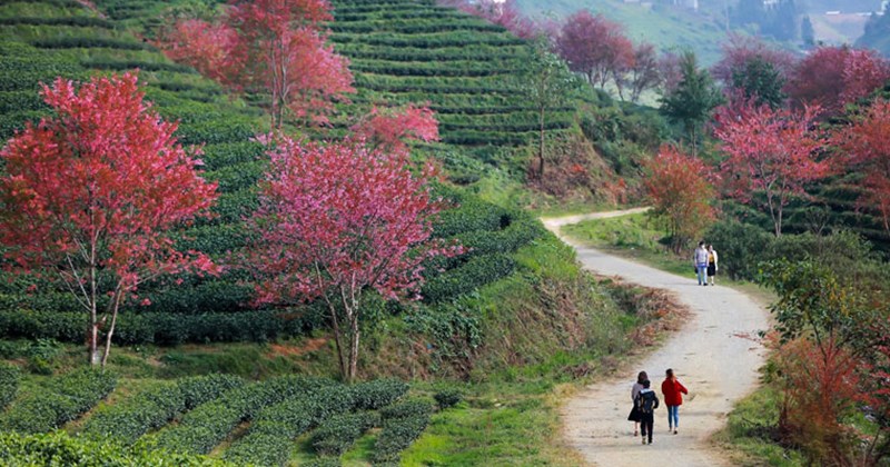 Dự án Khu đô thị sinh thái Đồi chè Ô Quý Hồ được kỳ vọng sẽ trở thành điểm nhấn mới của Sa Pa. Ảnh: Hoàng Dưỡng Dự án Khu đô thị sinh thái Đồi chè Ô Quý Hồ được kỳ vọng sẽ trở thành điểm nhấn mới của Sa Pa. Ảnh: Hoàng Dưỡng