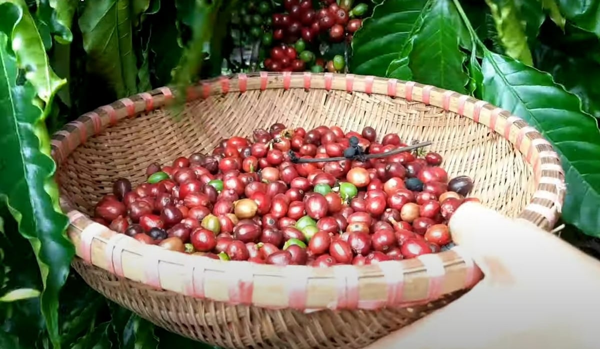 Giá cà phê hôm nay (31/10) tại thị trường trong nước tăng mạnh ghi nhận mức tăng từ 700 đến 900 đồng/kg, đưa giá trung bình toàn thị trường vượt ngưỡng 116.000 đồng/kg. Trong đó, tại Lâm Đồng vọt 116.700 đ/kg, Tây Nguyên tăng 800-1.000 đ/kg giữa mưa lũ & khô hạn toàn cầu. Giá cà phê hôm nay (31/10) tại thị trường trong nước tăng mạnh ghi nhận mức tăng từ 700 đến 900 đồng/kg, đưa giá trung bình toàn thị trường vượt ngưỡng 116.000 đồng/kg. Trong đó, tại Lâm Đồng vọt 116.700 đ/kg, Tây Nguyên tăng 800-1.000 đ/kg giữa mưa lũ & khô hạn toàn cầu.