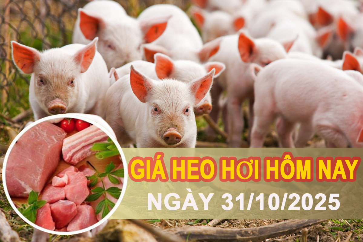 Giá heo hơi hôm nay 31/10: Miền Bắc giảm nhẹ 1.000 đồng/kg, miền Trung - Nam giữ ổn định
