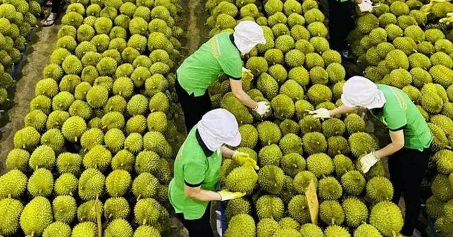 Kiểm nghiệm khơi thông, xuất khẩu sầu riêng Việt Nam trở lại đà ổn định