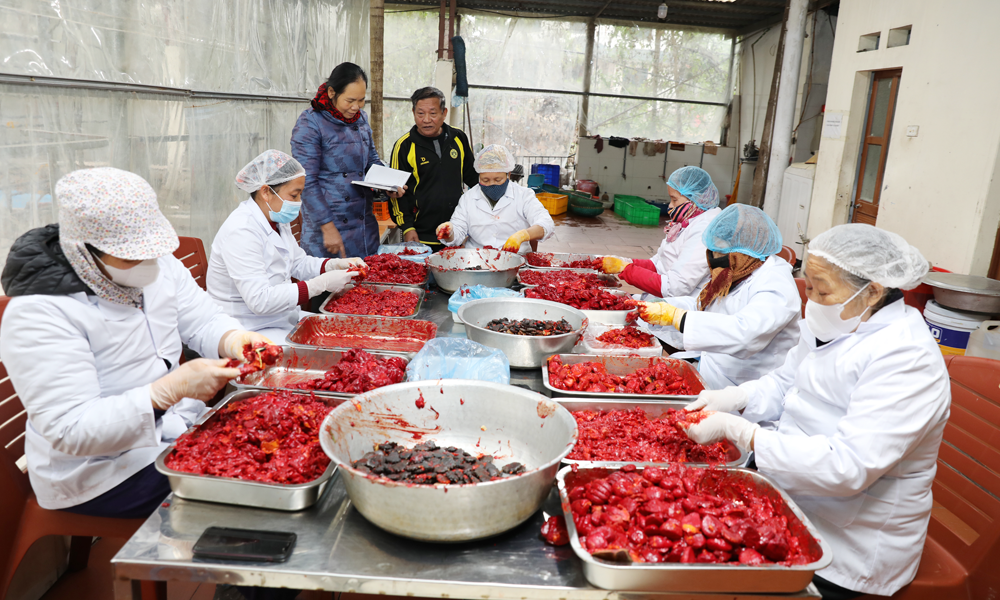 Chế biến bột gấc tươi tại Hợp tác xã nông nghiệp Gấc Việt. Chế biến bột gấc tươi tại Hợp tác xã nông nghiệp Gấc Việt.