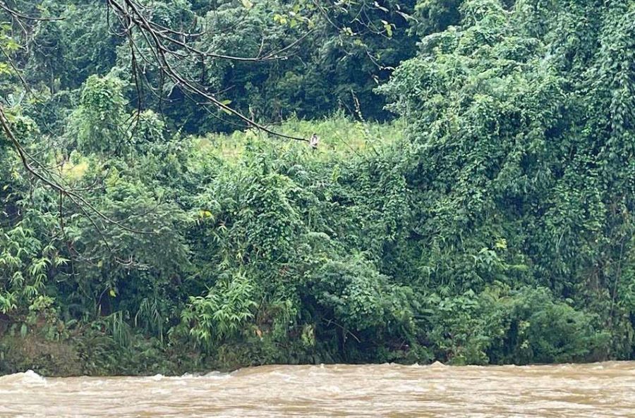 Sau hơn 12 giờ tìm kiếm lực lượng chức năng phát hiện chị Một bên bờ suối dọc theo sông Long Đại, đoạn qua bản Mít Cát. Sau hơn 12 giờ tìm kiếm lực lượng chức năng phát hiện chị Một bên bờ suối dọc theo sông Long Đại, đoạn qua bản Mít Cát.