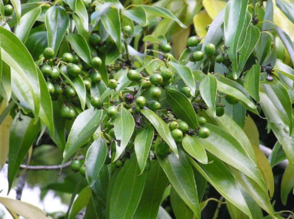 Cây gia vị quý trồng khắp Việt Nam, cạnh tranh ngôi đầu thế giới với Indonesia và Trung Quốc