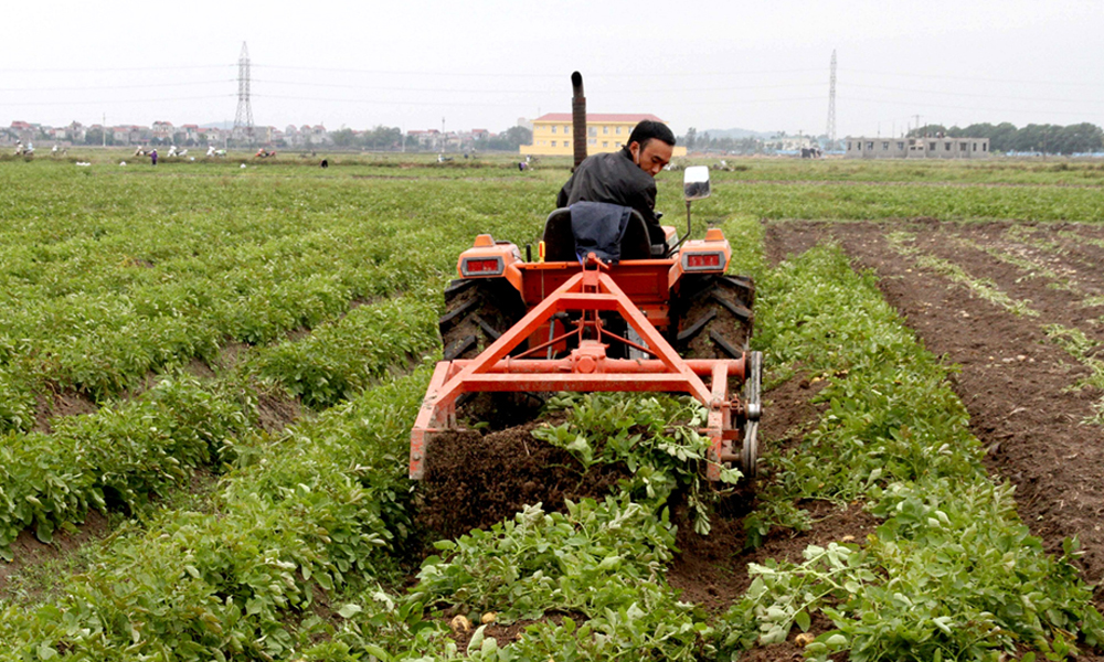 Khoai tây trở thành cây hàng hoá cho thu nhập cao tại phường Quế Võ.