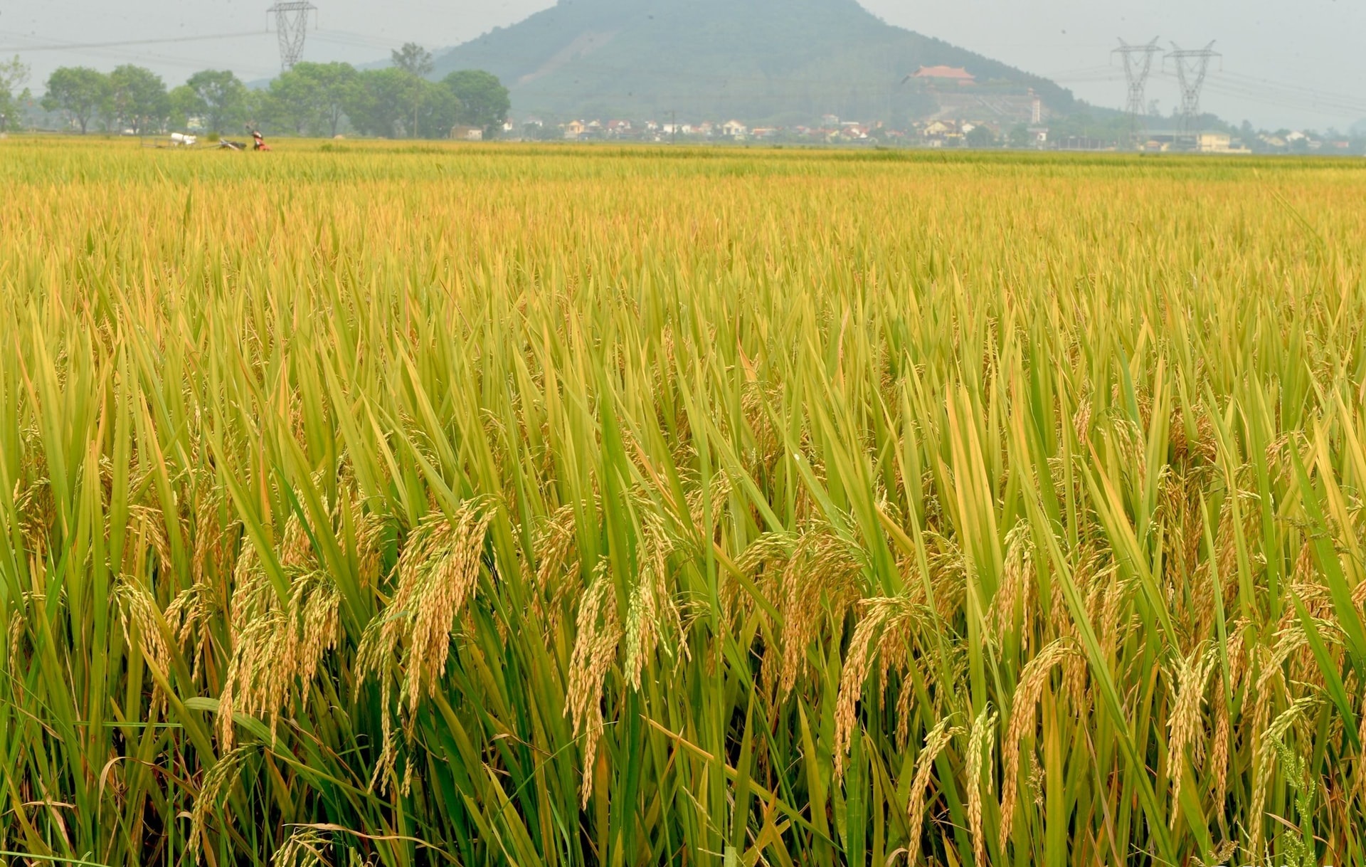 Giá lúa gạo hôm nay 3/11: Thị trường đi ngang. (Ảnh minh họa)