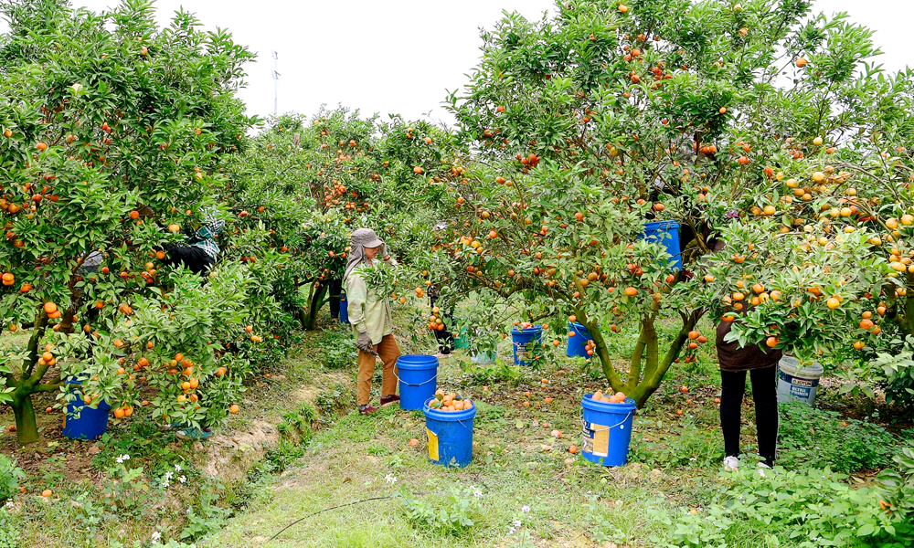 Bắc Ninh: Tập trung tiêu thụ cam, bưởi và sản xuất các giống khoai tây sạch bệnh