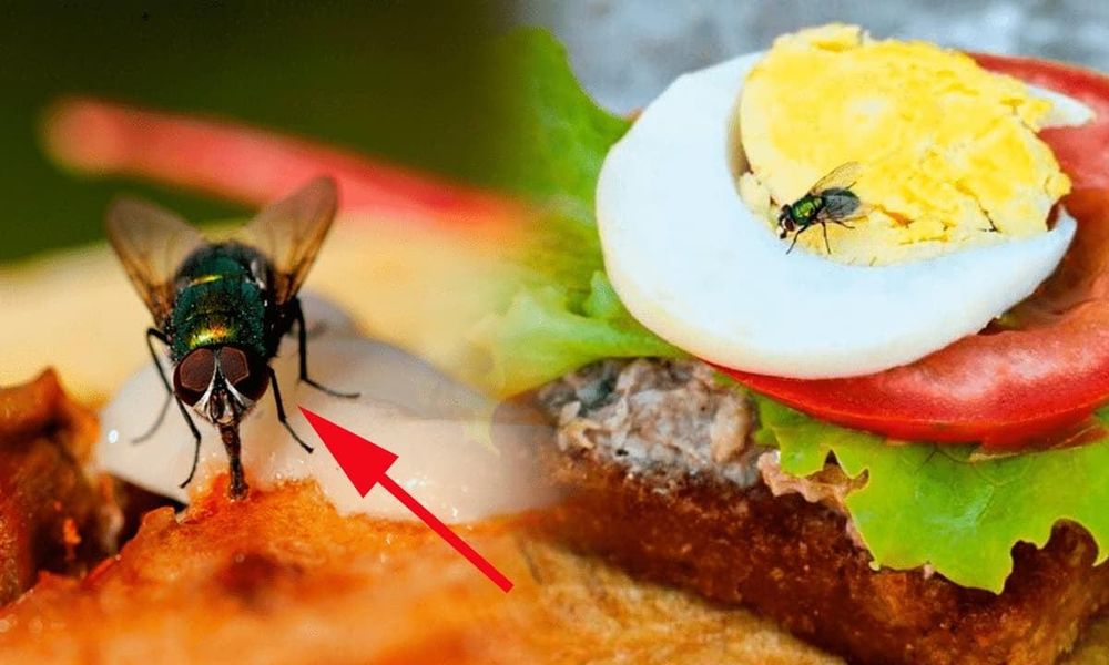 Để ruồi muỗi bâu vào đồ ăn, người bán có thể bị phạt đến 2 triệu đồng