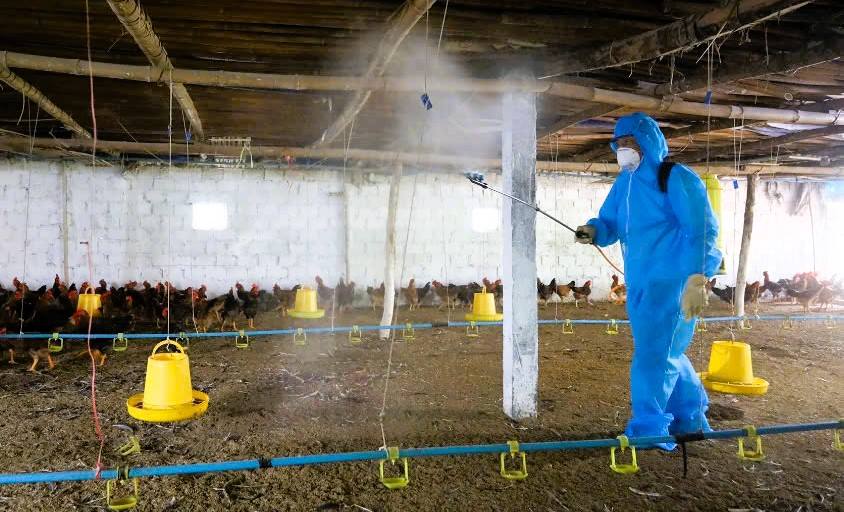 Lào Cai tăng cường các biện pháp phòng, chống bệnh cúm gia cầm