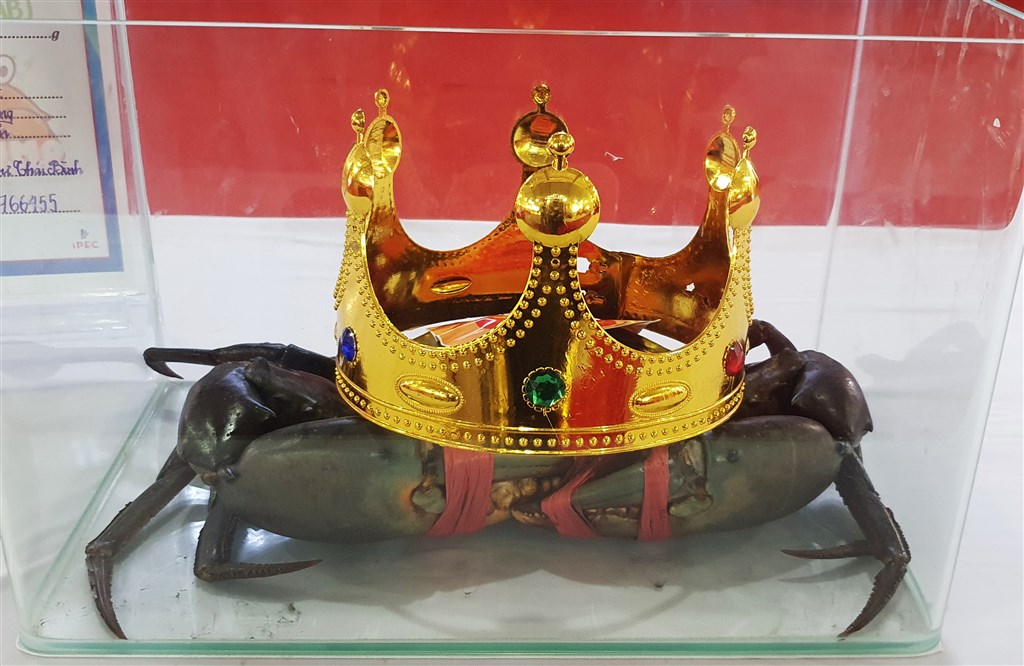 Trong khuôn khổ Ngày hội sẽ diễn ra Cuộc thi “Xác lập kỷ lục” về cua Cà Mau.