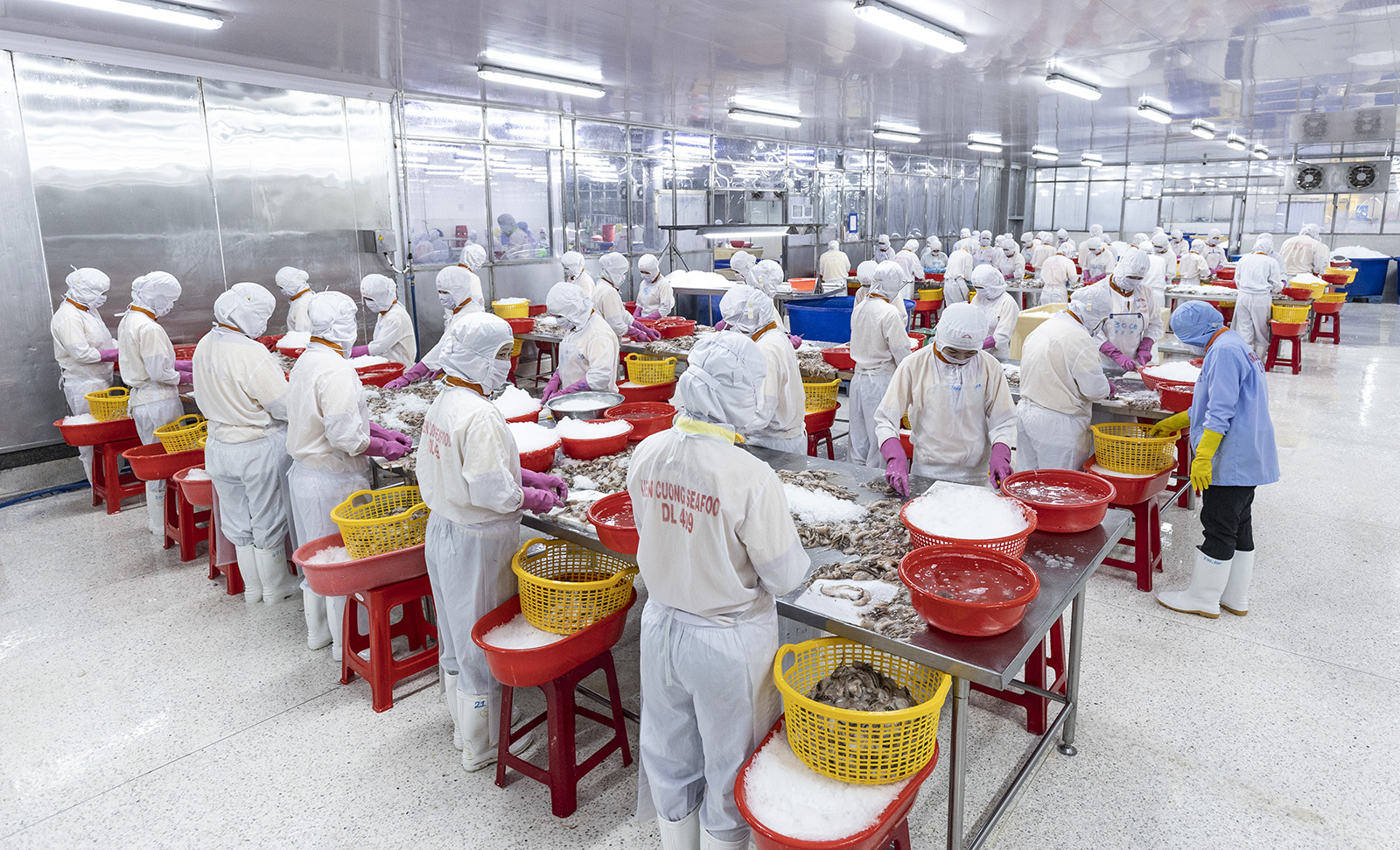 Công ty Cổ phần Chế biến Thủy sản Xuất nhập khẩu Kiên Cường sơ chế mực tuộc xuất khẩu.