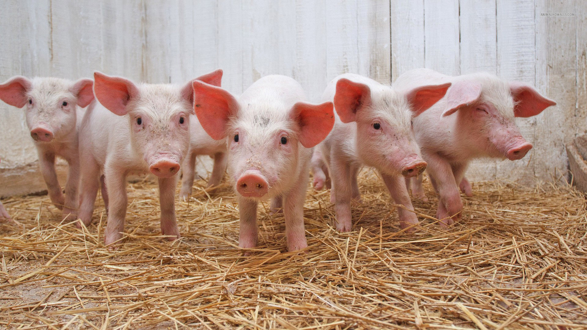 Giá heo hơi hôm nay 6/11: Nhiều địa phương giảm tới 2.000 đồng/kg. (Ảnh minh họa)