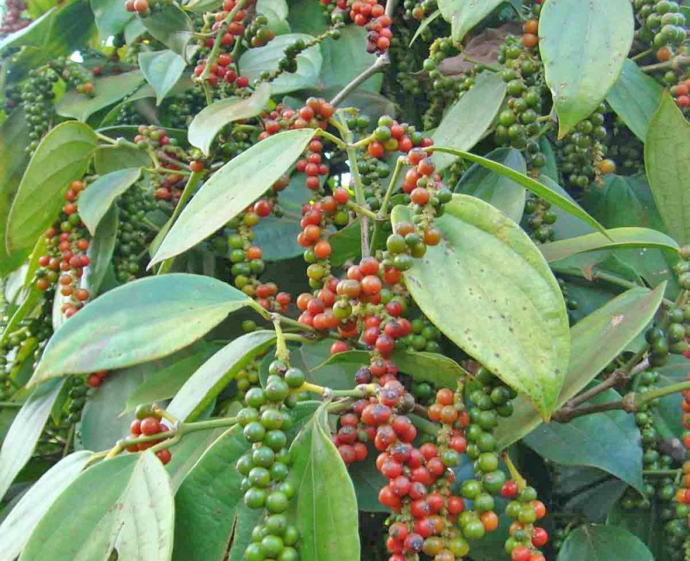 Giá tiêu hôm nay 6/11: Thị trường lặng sóng, tiêu xuất khẩu sụt giảm mạnh. (Ảnh minh họa)