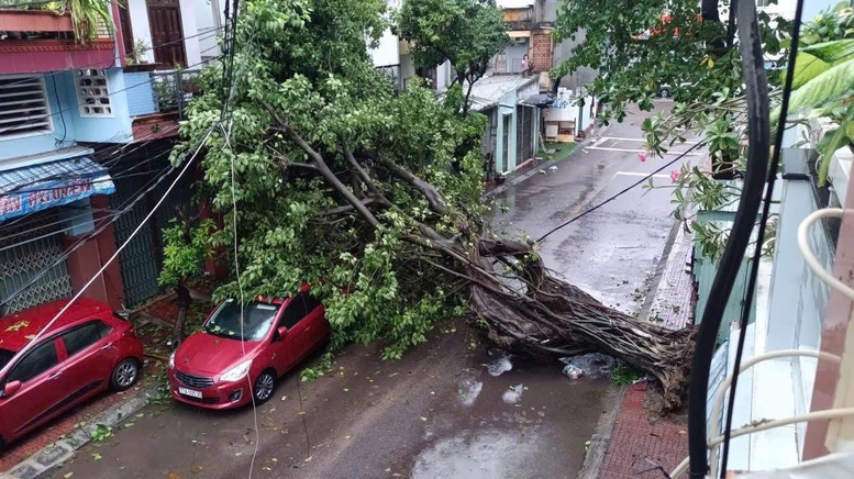 Gió lớn đã khiến cây ngã đổ tại phường Quy Nhơn